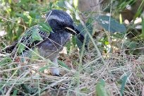 African Grey Hornbill (Calao à bec noir) Savuti_Marsh