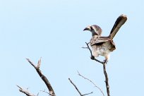 african grey hornbill (Calao à bec noir) Etosha