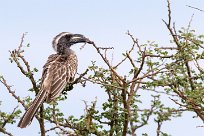 african grey hornbill (Calao à bec noir) Etosha