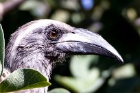 african grey hornbill (Calao à bec noir) Waterberg