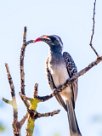 African grey hornbill (Calao à bec noir) Waterberg - Namibie