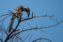 African grey hornbill (Calao à bec noir) Etosha