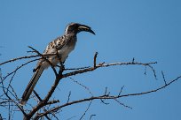 African grey hornbill (Calao à bec noir) Etosha