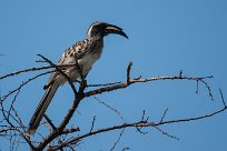 African grey hornbill (Calao à bec noir) Etosha