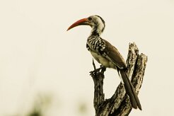 Calao_d_Afrique_du_Sud_01-2 null