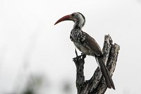 Southern red-billed hornbill (Calao d'Afrique du Sud) Southern red-billed hornbill (Calao d'Afrique du Sud)