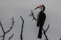 Southern red-billed hornbill (Calao d'Afrique du Sud) Southern red-billed hornbill (Calao d'Afrique du Sud)