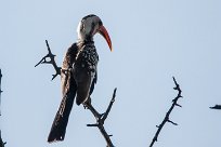 Southern red-billed hornbill (Calao d'Afrique du Sud) Southern red-billed hornbill (Calao d'Afrique du Sud)