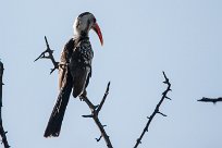 Southern red-billed hornbill (Calao d'Afrique du Sud) Southern red-billed hornbill (Calao d'Afrique du Sud)