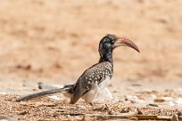 Southern Red-billed Hornbill (Calao d'Afrique du Sud) Namibie - Huanib River