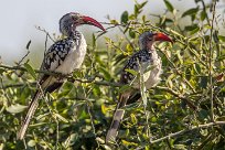 Southern red-billed Hornbill (Calao à bec rouge) Chobe River