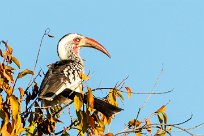 Southern red-billed hornbill (Calao d'Afrique du Sud) Mushara bush camp - Namutoni - Etosha - Namibie