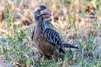 southern red-billed hornbill (Calao à bec rouge) southern red-billed hornbill (Calao à bec rouge)