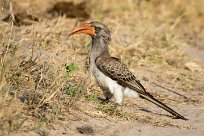 Bradfield's Hornbill ( Calao de Bradfield) Chobe River