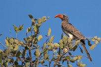 Bradfield's Hornbill (Calao de Bradfield) Chobe River