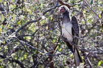 Bradfield's Hornbill (Calao de Bradfield) Bradfield's Hornbill (Calao de Bradfield)