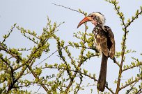 Damara red-billed hornbill (Calao de Damara) Damara red-billed hornbill (Calao de Damara)