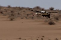 Damara Red-billed Hornbill (Calao de Damara) Twyfelfontein