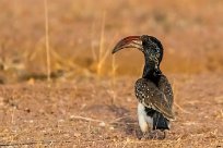 Monteiro's Hornbill (Calao de Monteiro) Twyfelfontein