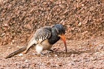 Monteiro's Hornbill (Calao de Monteiro) Twyfelfontein