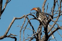 Monteiro's Hornbill (Calao de Monteiro) Du côté d'Omaruru