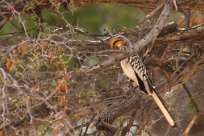 Southern yellowbilled hornbill (Calao leucomèle) Huab river