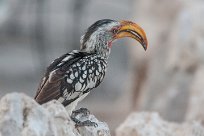 Southern yellowbilled hornbill (Calao leucomèle) Etosha