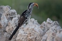 Southern yellowbilled hornbill (Calao leucomèle) Etosha