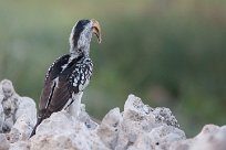 Southern yellowbilled hornbill (Calao leucomèle) Etosha