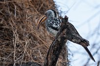 Southern yellowbilled hornbill (Calao leucomèle) Etosha