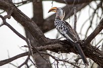 Southern yellow-billed hornbill (Calao leucomele) Southern yellow-billed hornbill (Calao leucomele)