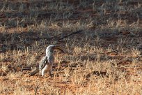 Southern Yellow-billed Hornbill (Calao leucomèle) Kalahari