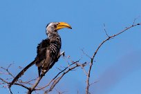 Southern Yellow-billed Hornbill (Calao leucomèle) Namibie - Parc d'Etosha