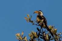 Southern Yellow-billed Hornbill (Calao leucomèle) Southern Yellow-billed Hornbill (Calao leucomèle)