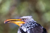 Southern Yellow-billed Hornbill (Calao leucomèle) Southern Yellow-billed Hornbill (Calao leucomèle)