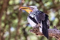 Southern Yellow-billed Hornbill (Calao leucomèle) Southern Yellow-billed Hornbill (Calao leucomèle)