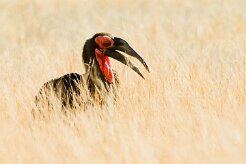 Southern Ground Hornbill (Bucorve du Sud)_x737A4901-2 null