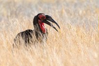 Southern Ground Hornbill (Bucorve du Sud) Southern Ground Hornbill (Bucorve du Sud)