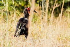Southern Ground-Hornbill (Bucorve du Sud)_7D2_0424 null