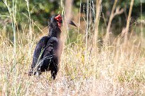 Southern Ground-Hornbill (Bucorve du Sud) Chobe River