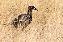 Southern ground hornbill (Bucorve du Sud) Southern ground hornbill (Bucorve du Sud)