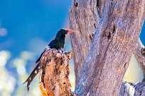 Violet Wood Hoopoe (Irrisor damara) Waterberg - Namibie