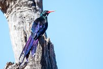 Violet Wood Hoopoe (Irrisor damara) Waterberg - Namibie