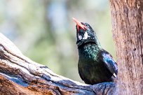 Violet Wood Hoopoe (Irrisor damara) Waterberg - Namibie