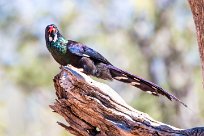 Violet Wood Hoopoe (Irrisor damara) Waterberg - Namibie