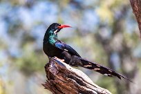 Violet Wood Hoopoe (Irrisor damara) Waterberg - Namibie