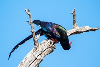 Violet Wood Hoopoe (Irrisor damara) Waterberg - Namibie