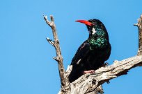 Violet Wood Hoopoe (Irrisor damara) Waterberg - Namibie