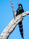 Violet Wood Hoopoe (Irrisor damara) Waterberg - Namibie