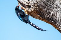 Violet Wood Hoopoe (Irrisor damara) Waterberg - Namibie